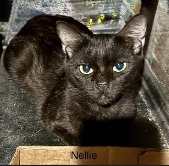 Domestic Short Hair Cats Available for Adoption in Safety Harbor, Florida - Nellie | PetCurious