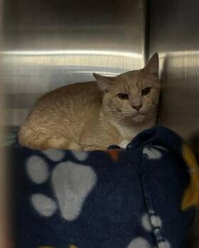 Mokie -  Domestic Short Hair Cat for Adoption in Cincinnati, Ohio - Mokie | PetCurious