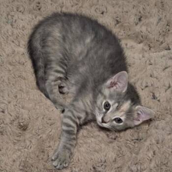 Pancake -  Domestic Short Hair Cat for Adoption in Brownsboro, Alabama - Pancake | PetCurious