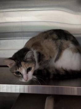 A799404 -  Domestic Short Hair Cat for Adoption in Louisville, Kentucky - A799404 | PetCurious