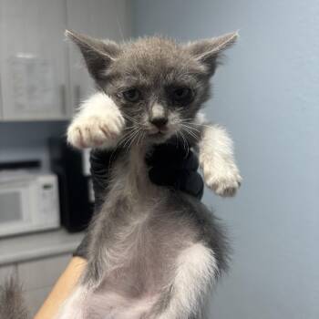 Strudel -  Domestic Short Hair Cat for Adoption in Riverside, California - Strudel | PetCurious
