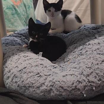 Sponge -  Domestic Short Hair Cat for Adoption in Charleston, South Carolina - Sponge | PetCurious