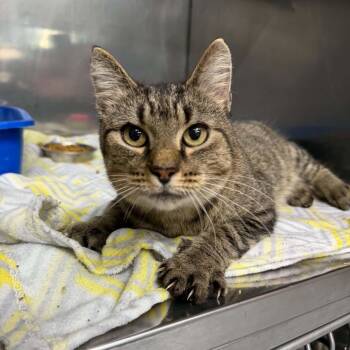 Abby Normal -  Domestic Short Hair Cat for Adoption in Martinsville, Indiana - Abby Normal | PetCurious