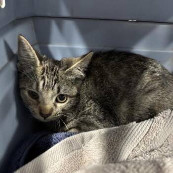 Tiny Tina -  Domestic Short Hair Cat for Adoption in Salt Lake City, Utah - Tiny Tina | PetCurious