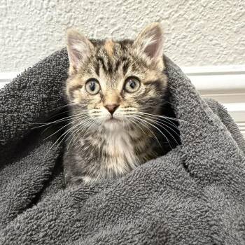 Domestic Short Hair Cats Available for Adoption in Delta, Ohio - Pinky | PetCurious