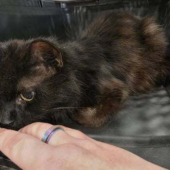 Memo -  Domestic Long Hair Cat for Adoption in Beulaville, North Carolina - Memo | PetCurious