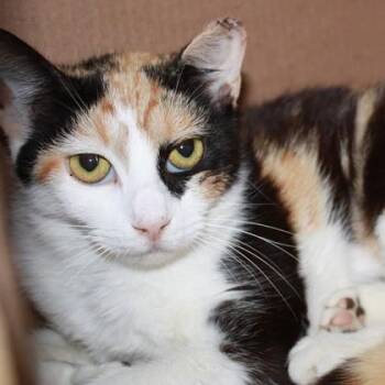 Burple Bear -  Domestic Short Hair Cat for Adoption in Richmond, Virginia - Burple Bear | PetCurious