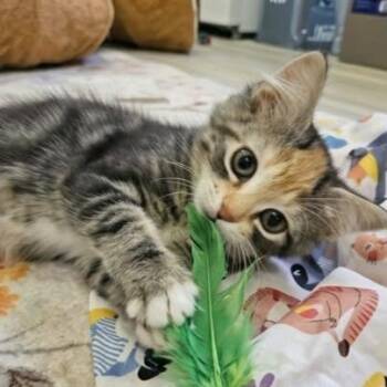 JOYCEE -  Calico Cat for Adoption in Delhi, Ontario - JOYCEE | PetCurious