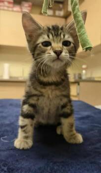Rescue Domestic Short Hair Cats for Adoption in Larned, Kansas - Jeffrey | PetCurious