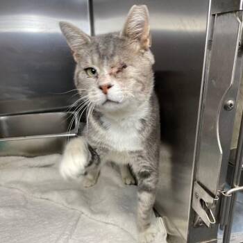 Smoky -  Domestic Short Hair Cat for Adoption in Roanoke, Virginia - Smoky | PetCurious