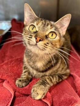 MOMMA LOU -  Domestic Short Hair Cat for Adoption in York, South Carolina - MOMMA LOU | PetCurious