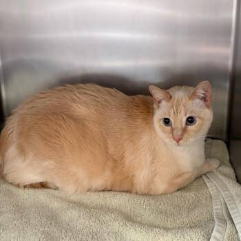 Siamese Cats Available for Adoption in Council Bluffs, Iowa - Purr-kins | PetCurious