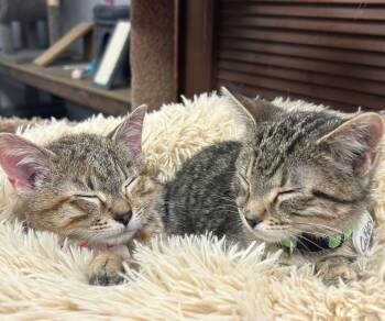 Domestic Short Hair Cats Available for Adoption - Ember And Oakley | PetCurious