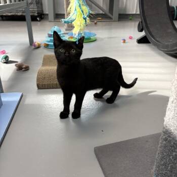 Joey Scones -  American Shorthair Cat for Adoption in Big Rapids, Michigan - Joey Scones | PetCurious
