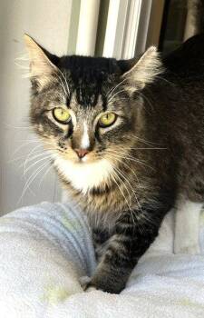 Don Purrleone -  Domestic Long Hair Cat for Adoption in Seal Beach, California - Don Purrleone | PetCurious