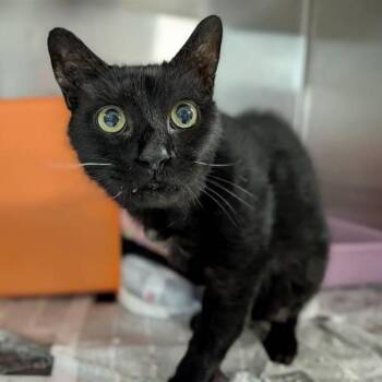 Matthew -  Domestic Short Hair Cat for Adoption in Houston, Texas - Matthew | PetCurious