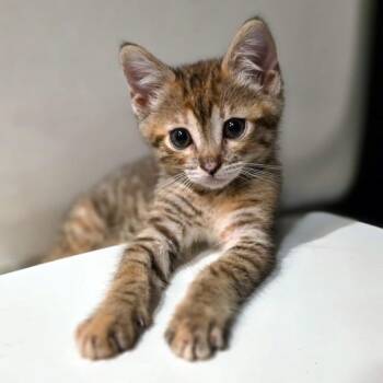 Quilt 13 -  Domestic Short Hair Cat for Adoption in Austin, Texas - Quilt 13 | PetCurious