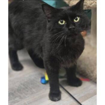 Sebastian Penn -  Domestic Long Hair and Domestic Short Hair Cat for Adoption in Hudson, Massachusetts - Sebastian Penn | PetCurious