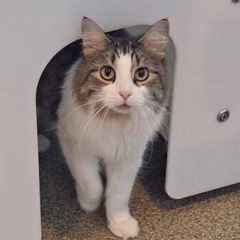 Rescue Domestic Medium Hair Cats for Adoption in Chicago, Illinois - Willa | PetCurious