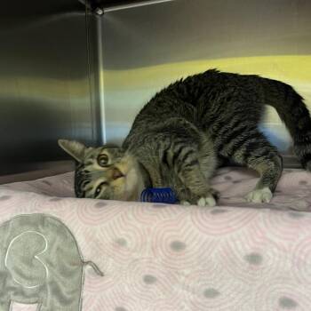 Domestic Short Hair Cats Available for Adoption - Wigglytuff | PetCurious