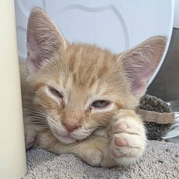 Twinkle mittens -  Domestic Short Hair Cat for Adoption in Fort Wayne, Indiana - Twinkle Mittens | PetCurious