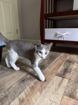 Bob -  Domestic Short Hair Cat for Adoption in Louisa, Virginia - Bob | PetCurious