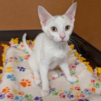 Madge -  Domestic Short Hair Cat for Adoption in Rochester, Minnesota - Madge | PetCurious