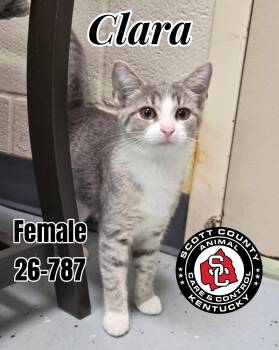 Clara -  Domestic Short Hair Cat for Adoption in Georgetown, Kentucky - Clara | PetCurious