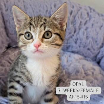 Opal -  Domestic Short Hair Cat for Adoption - Opal | PetCurious
