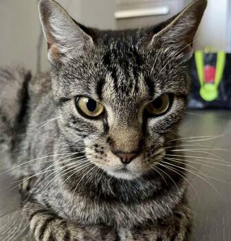 Rescue Domestic Short Hair Cats for Adoption - Purscilla | PetCurious