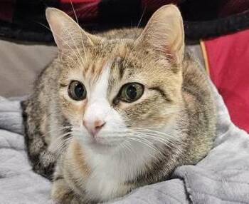Domestic Short Hair and Tabby Cats Available for Adoption in Algood, Tennessee - Colleen - SEE ME AT PETCO! | PetCurious