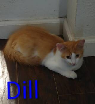 Dill -  Domestic Long Hair Cat for Adoption in Boone, Colorado - Dill | PetCurious