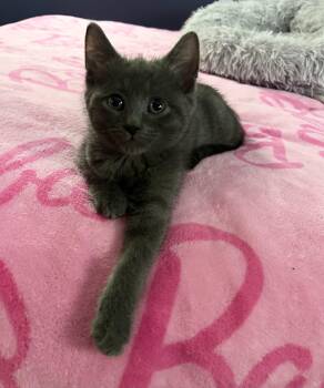Rescue Domestic Short Hair Cats for Adoption in Chicago, Illinois - Misty | PetCurious