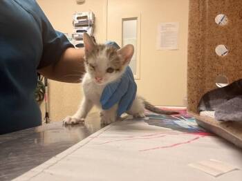 HUEY -  Domestic Short Hair Cat for Adoption in Riverside, California - HUEY | PetCurious