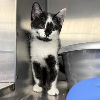 Buster (bonded w/ Scruggs) -  Domestic Short Hair Cat for Adoption in Oakland, California - Buster (bonded W/ Scruggs) | PetCurious