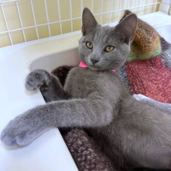Asher -  Domestic Short Hair Cat for Adoption in Woodinville, Washington - Asher | PetCurious