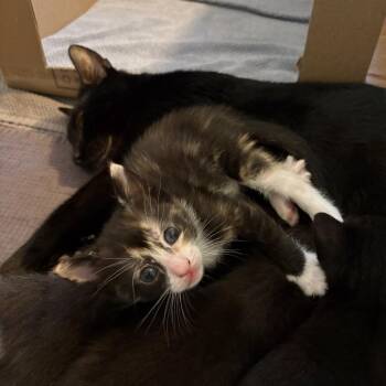 Domestic Short Hair Cats Available for Adoption in Westport, Connecticut - Daphne | PetCurious