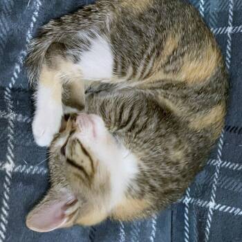 Petunia -  Domestic Short Hair Cat for Adoption in West Palm Beach, Florida - Petunia | PetCurious