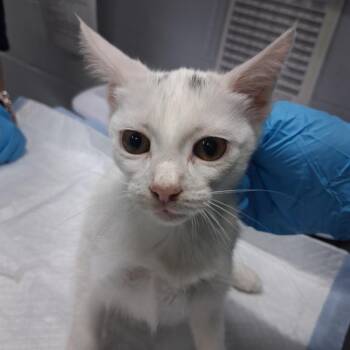 Opal -  Domestic Short Hair Cat for Adoption in Summerville, South Carolina - Opal | PetCurious