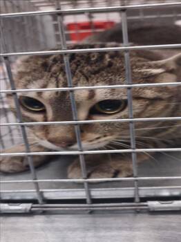 Rescue Domestic Short Hair Cats for Adoption in Las Vegas, Nevada - MIA | PetCurious