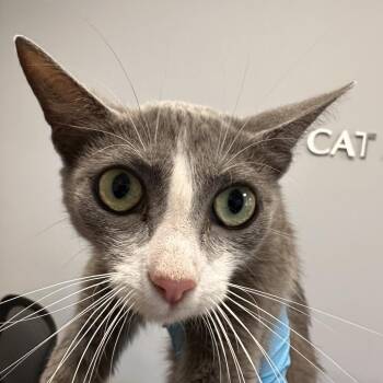 Penelope -  Domestic Short Hair Cat for Adoption in West Palm Beach, Florida - Penelope | PetCurious