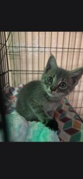 Purrcy -  Domestic Long Hair Cat for Adoption in Camden, Tennessee - Purrcy | PetCurious