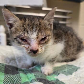 Domestic Short Hair Cats Available for Adoption in Windsor, Virginia - Baby Bass | PetCurious