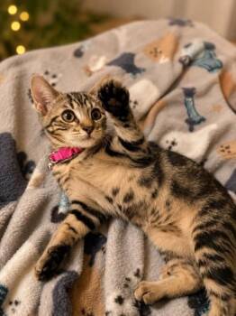 Mei Mei -  Domestic Short Hair Cat for Adoption in Liverpool, Texas - Mei Mei | PetCurious
