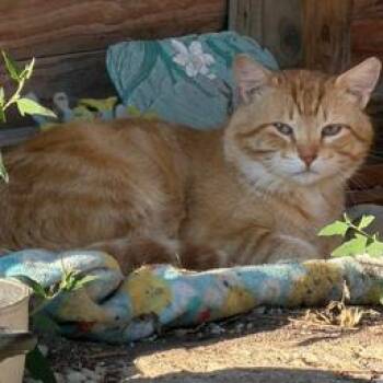 Stray Tom 1 -  Domestic Short Hair Cat for Adoption in Rochester, Minnesota - Stray Tom 1 | PetCurious