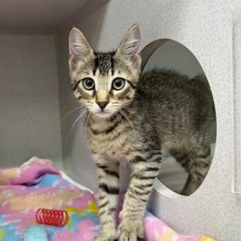Porter -  Domestic Short Hair Cat for Adoption in Atlanta, Georgia - Porter | PetCurious