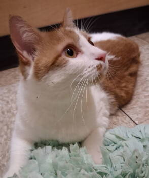 Rescue Domestic Short Hair Cats for Adoption in Cuyahoga Falls, Ohio - Memo | PetCurious