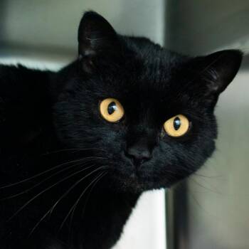Big Bubba -  Domestic Short Hair Cat for Adoption in Middletown, Rhode Island - Big Bubba | PetCurious