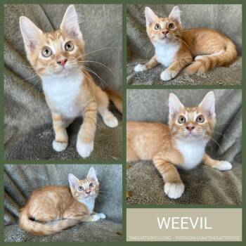 Weevil -  Domestic Medium Hair Cat for Adoption in Corpus Christi, Texas - Weevil | PetCurious