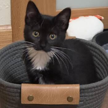 Moose (& Brook) -  Domestic Short Hair Cat for Adoption in Minneapolis, Minnesota - Moose (& Brook) | PetCurious